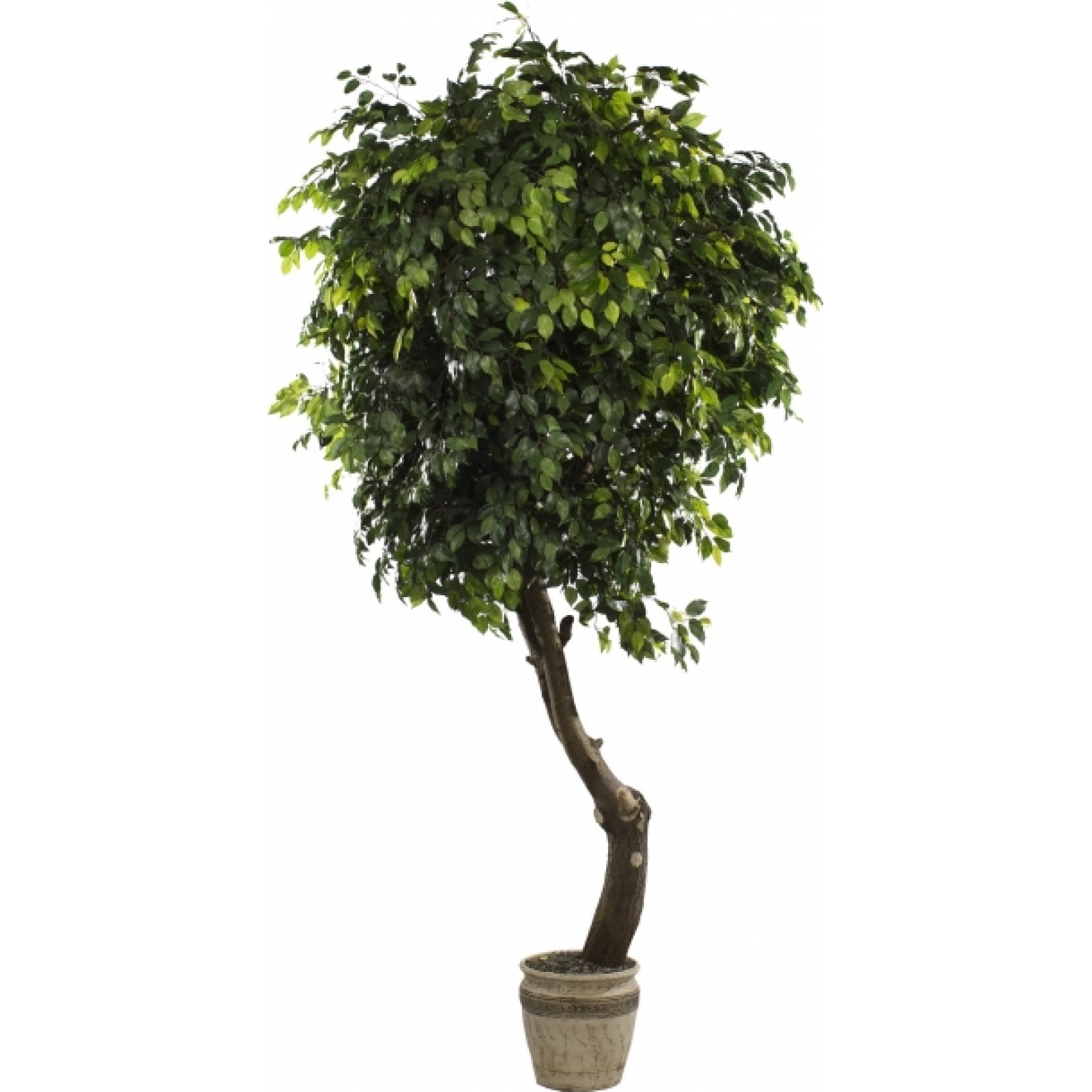 Искусственное растение Фикус в аренду