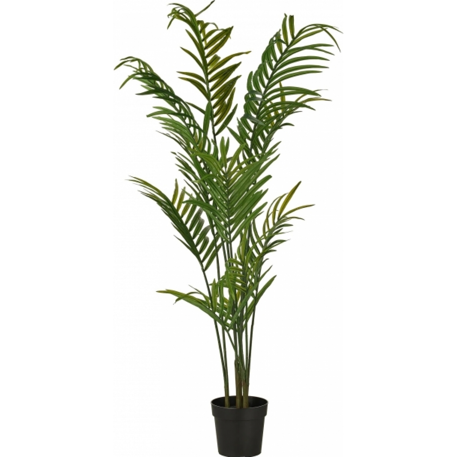 Искусственное растение Ховея Форстера в аренду